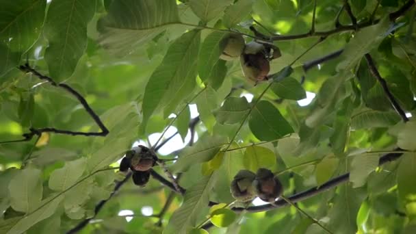 Noix mûres en écorce cassée sur la branche. Noyer mûr poussant sur un arbre — Video