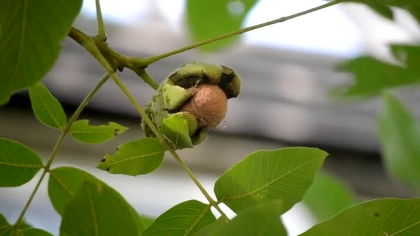 Rijp walnoten in gebroken schil op tak. Rijpe walnoot groeiend op een boom — Stockvideo