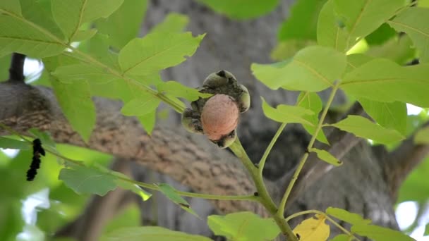 Ώριμα καρύδια με σπασμένη φλούδα στο κλαδί. Ωρίμανση καρυδιάς σε δέντρο — Αρχείο Βίντεο