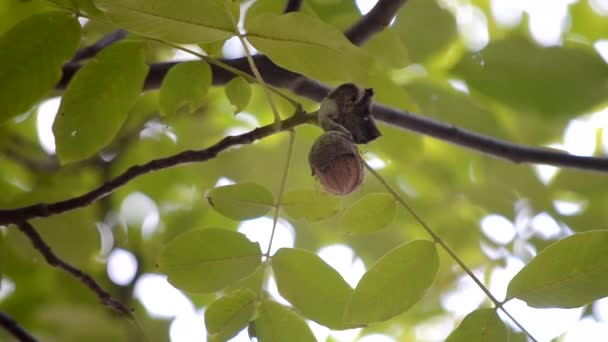 Nueces maduras en cáscara rota en rama. Nuez madura creciendo en un árbol — Vídeos de Stock