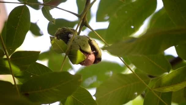 Rijp walnoten in gebroken schil op tak. Rijpe walnoot groeiend op een boom — Stockvideo