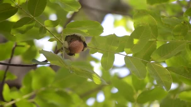 Zralé vlašské ořechy ve zlomené slupce na větvi. Zralé ořechy rostoucí na stromě — Stock video