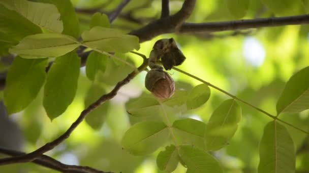 Mognat kärnor av valnöt nötter redo att falla av gröna skal svål — Stockvideo