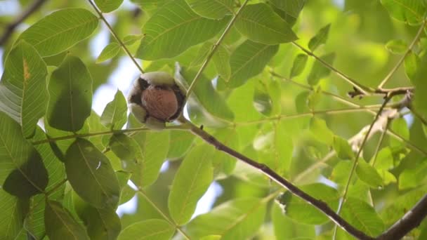 Núcleos maduros de nueces listas para caerse de la cáscara verde — Vídeos de Stock