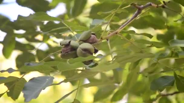 Mognat kärnor av valnöt nötter redo att falla av gröna skal svål — Stockvideo