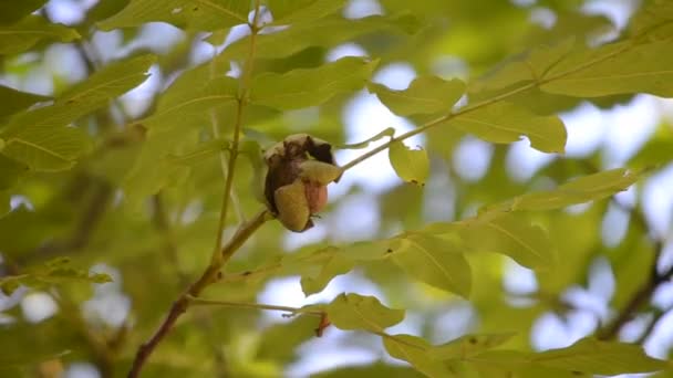 Gerijpte kernels van walnoot noten klaar te vallen van green peel korst — Stockvideo