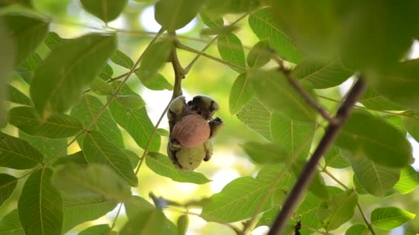 Mogna valnötter i brutet skal på gren. Mogen valnöt som växer på ett träd — Stockvideo