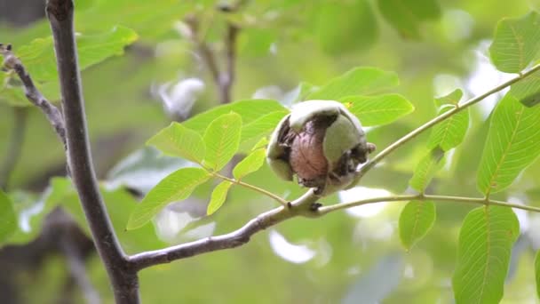 Núcleos maduros de nueces listas para caerse de la cáscara verde — Vídeos de Stock