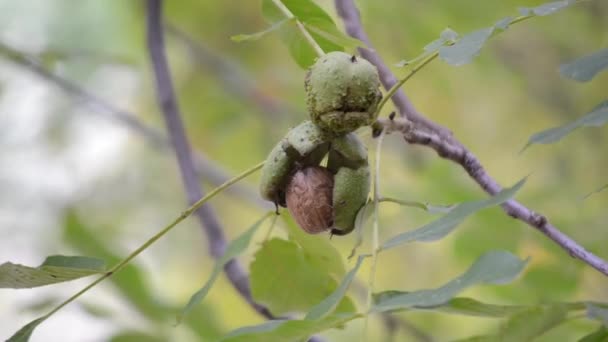 Kacang walnut matang di kupas patah pada cabang. Kacang kenari matang tumbuh di pohon — Stok Video