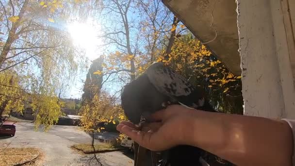 Chica alimenta a una paloma que se sienta en su mano en un día soleado de otoño — Vídeo de stock