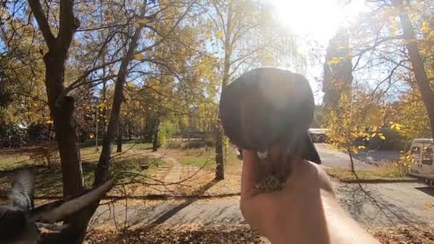 Girl feeds a pigeon that sits on her hand on a sunny autumn day — 비디오