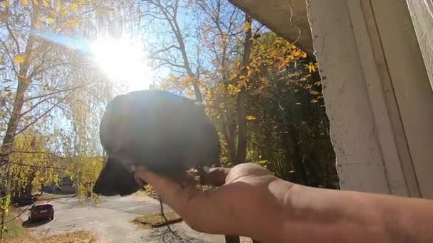 Meisje voedt een duif die op een zonnige herfstdag op haar hand zit — Stockvideo