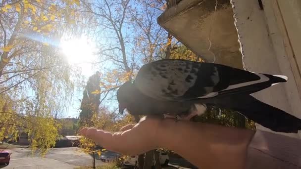 A lány egy galambot etet, ami a kezén ül egy napsütéses őszi napon. — Stock videók