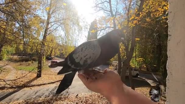 Menina alimenta um pombo que se senta em sua mão em um dia ensolarado de outono — Vídeo de Stock