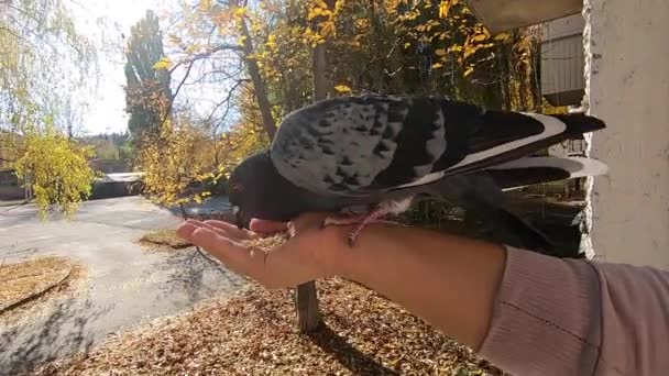 Chica alimenta a una paloma que se sienta en su mano en un día soleado de otoño — Vídeos de Stock