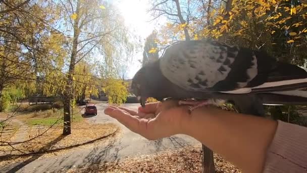 Girl feeds a pigeon that sits on her hand on a sunny autumn day — 비디오