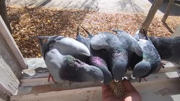 Ταΐζοντας περιστέρια πουλιών από το χέρι το καλοκαίρι. — Αρχείο Βίντεο