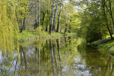 Göl kenarında yüksek yay ağaçlar büyümek