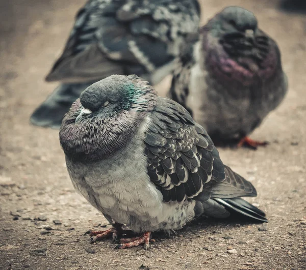 Heavily ruffled pigeon on the pavement close-up filter. — Stock Photo, Image