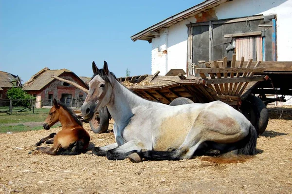 Kůň leží, klisna s hříbětem leží na slámě vedle vozíků ve stájích — Stock fotografie