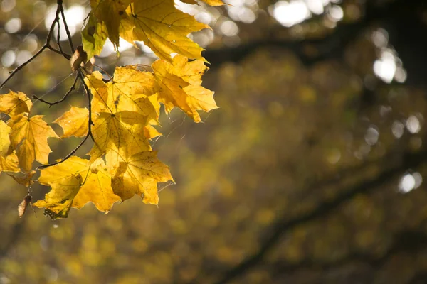 Folhas de bordo amarelas, folhas de bordo amarelas em um fundo escuro desfocado outono — Fotografia de Stock