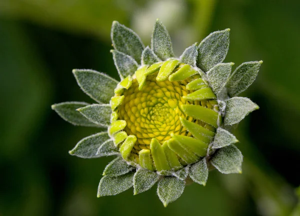 Flor antes das pétalas verdes não solicitadas close-up — Fotografia de Stock