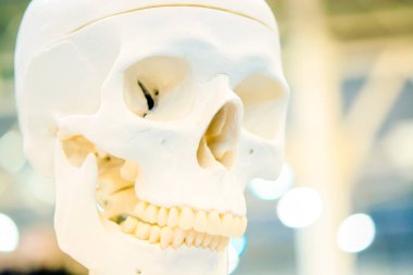 insan kafatası portre