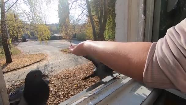 Girl feeds gray pigeon that sits on her palm hand on sunny autumn day. — Stock Video