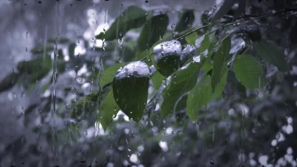 Heavy rain shower downpour cloudburst rainfall. — Stock video