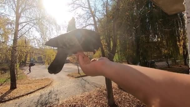 Girl feeds gray pigeon that sits on her palm hand on sunny autumn day — Stock Video