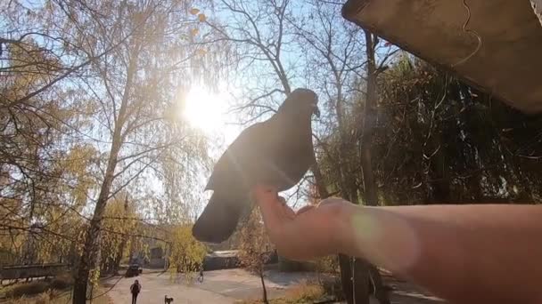 Fille nourrit pigeon gris qui se trouve sur sa main de la paume le jour ensoleillé d'automne — Video