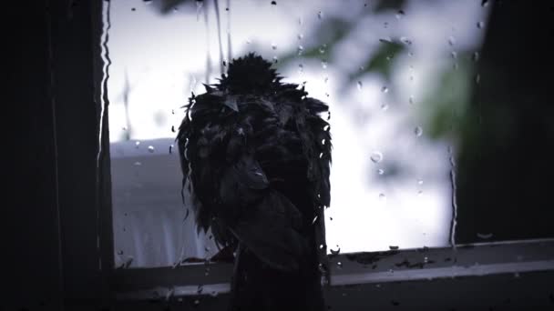 Nasse Taube sitzt bei Regen auf Fensterbank — Stockvideo