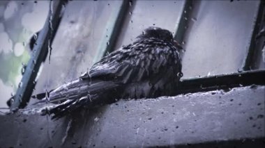Islak güvercin yağmurda kornişte oturuyor