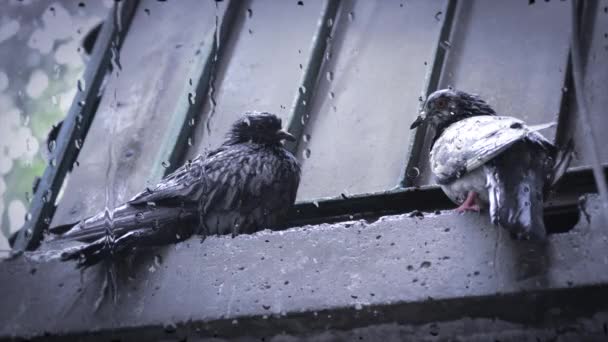Влажный голубь сидит на карнизе во время дождя — стоковое видео