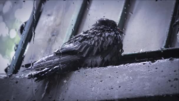 Wet dove sitting on cornice during rain — Stock Video