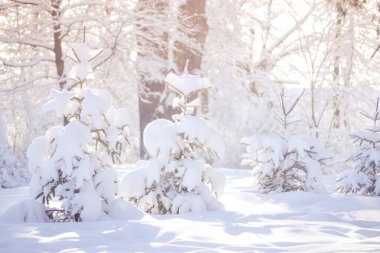 Fantastik Peri Masalı Sihirli Manzara Noel Ağacı