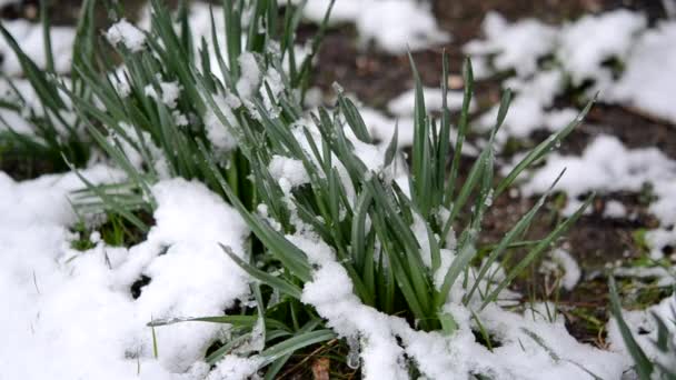 Erba verde ricoperta di strato di neve in primavera durante la nevicata primo piano. — Video Stock