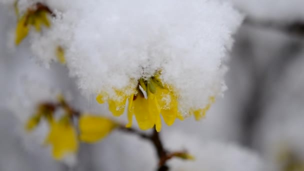 Gula blommor på en buske täckt med ett lager snö på våren närbild. — Stockvideo