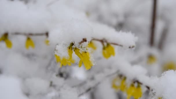 在春天的特写中，灌木上的黄色花朵被一层雪覆盖着. — 图库视频影像