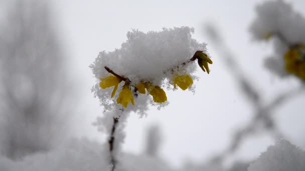 봄에 눈이 쌓여 있는 덤불 위의 노란 꽃들을 가까이 서 본 모습. — 비디오