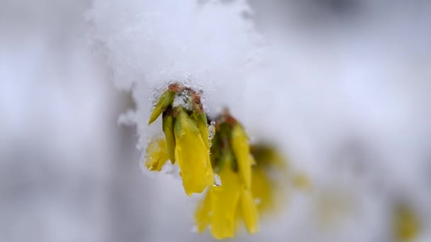 Yellow flowers on a bush covered with a layer of snow in spring close-up. — Stock Video