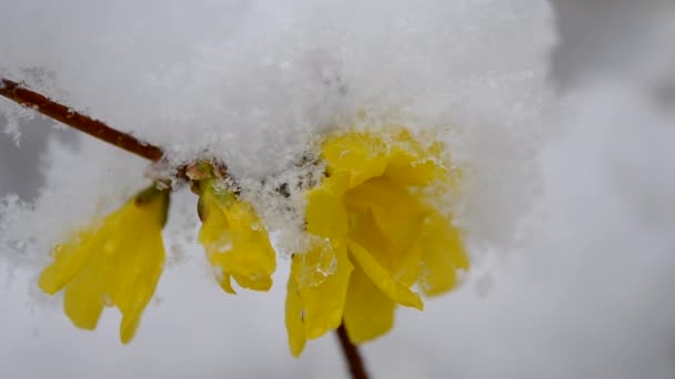 Gula blommor på en buske täckt med ett lager snö på våren närbild. — Stockvideo
