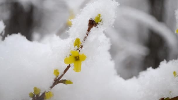 Gelbe Blumen an einem Strauch, der im Frühling mit einer Schneeschicht bedeckt ist, Nahaufnahme. — Stockvideo