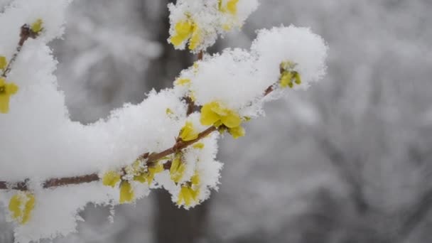 Keltaiset kukat pensas peitetty lumikerroksella keväällä lähikuva. — kuvapankkivideo