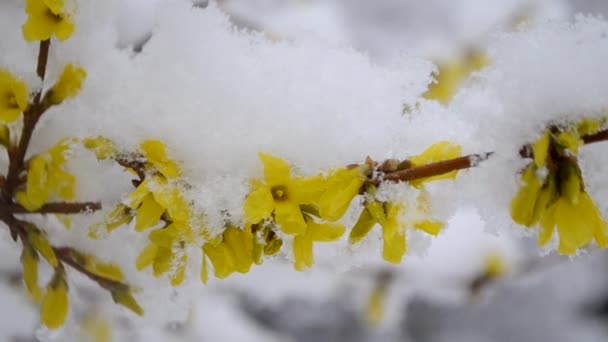 Жовті квіти на кущі покриті шаром снігу навесні крупним планом . — стокове відео