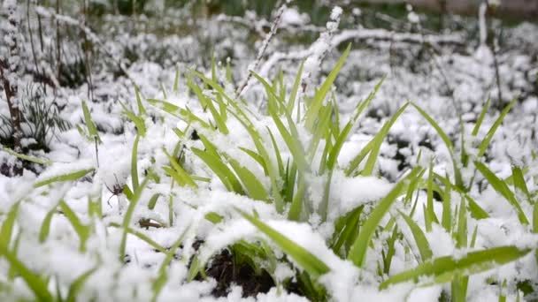 Grünes Gras im Frühling bei Schneefall aus nächster Nähe mit einer Schneeschicht bedeckt. — Stockvideo
