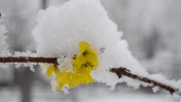 Gele bloemen op struik bedekt met laag sneeuw in het voorjaar tijdens de sneeuwval — Stockvideo