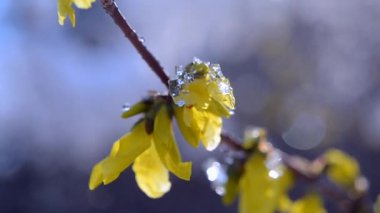 Sarı çiçekler karla kaplı çalılıklarda
