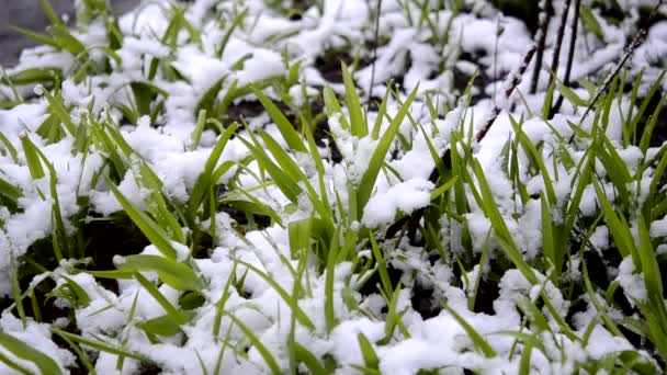 Groen gras bedekt met laag sneeuw in het voorjaar tijdens sneeuwval close-up. — Stockvideo