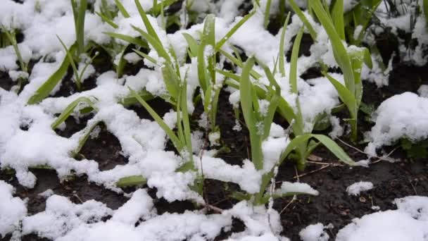 Hierba verde cubierta con capa de nieve en primavera durante las nevadas primer plano. — Vídeos de Stock